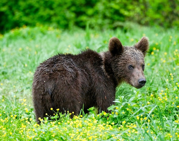 Urso nas montanhas dos Cárpatos