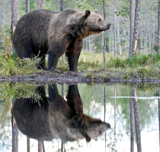 Urso pardo na floresta