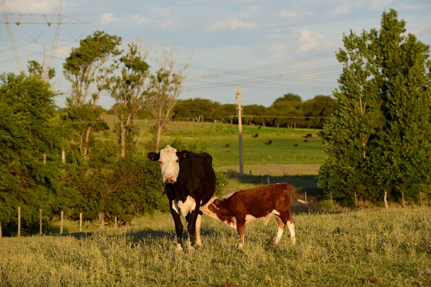 Vaca com bezerro mamando Província de La Pampa Argentina