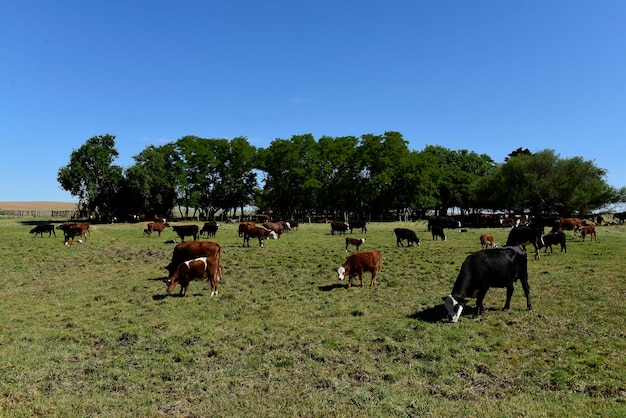 Vaca e bebê na zona rural de Pampas Patagônia Argentina