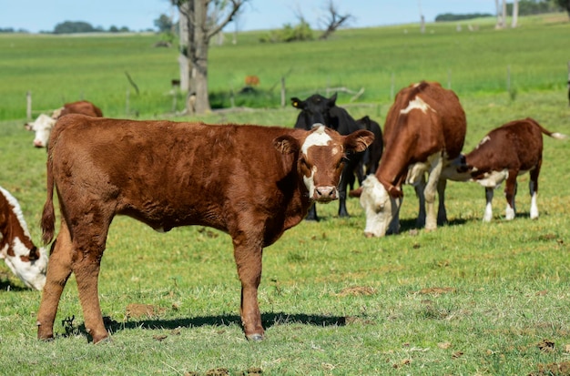 Vaca e bebê na zona rural de Pampas Patagônia Argentina