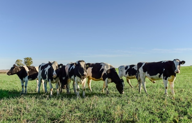 Vaca leiteira na PampasArgentinaPatagônia