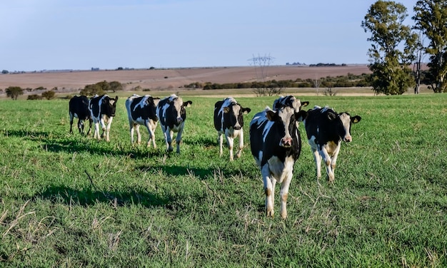 Vaca leiteira no campo da Pampas, na Patagônia, na Argentina