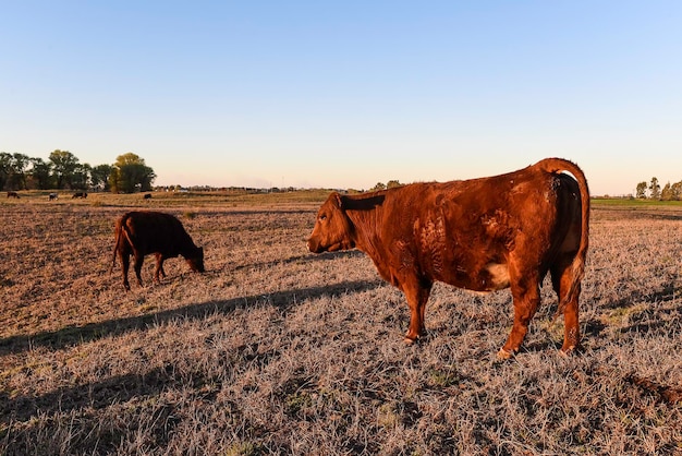 Vaca pastando na zona rural de pampas La Pampa Argentina