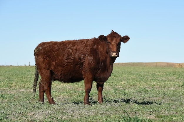 Vaca pastando na zona rural de pampas La Pampa Argentina