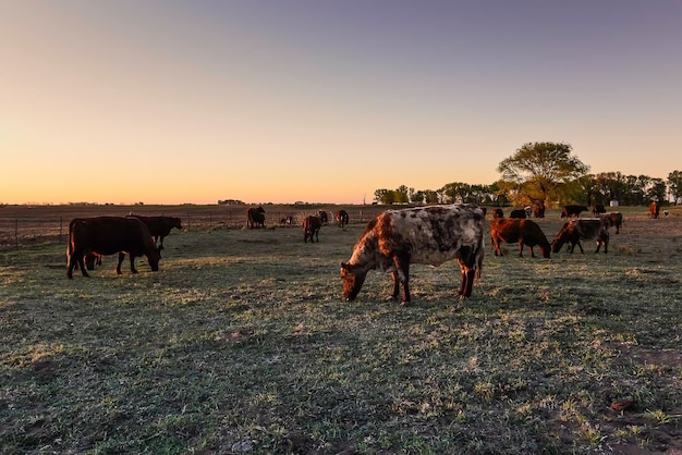 Vaca pastando na zona rural de pampas La Pampa Argentina