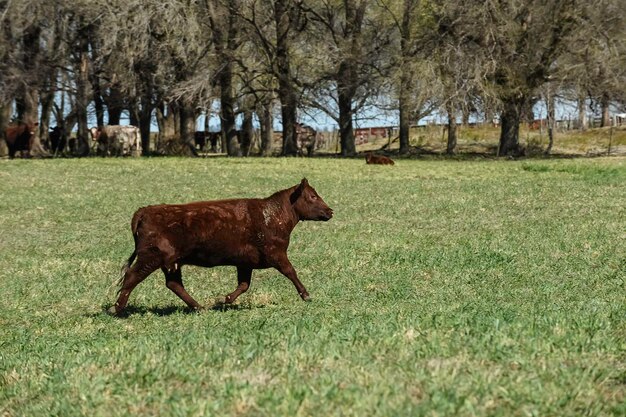 Vaca pastando na zona rural de pampas La Pampa Argentina