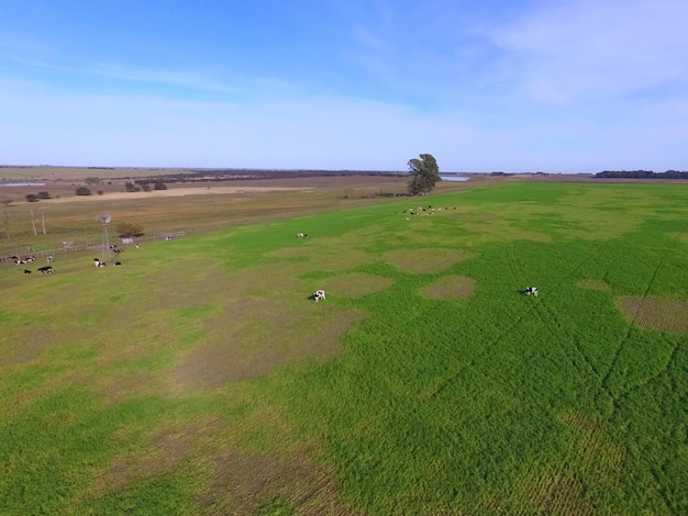 Vacas alimentadas com capim na zona rural Pampas PatagôniaArgentina