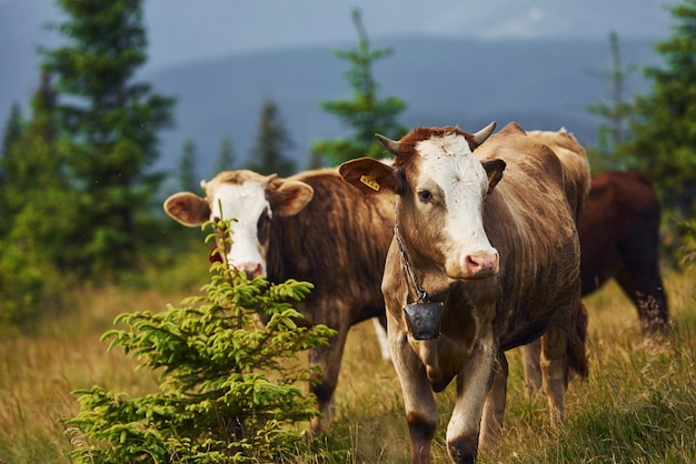 Vacas ao ar livre nas montanhas dos Cárpatos Concepção de viajar e cultivar