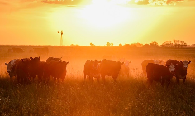 Vacas ao pôr do sol em La Pampa Argentina