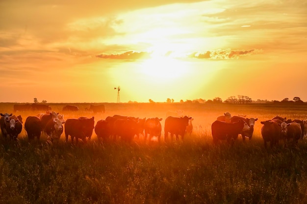 Vacas ao pôr do sol em La Pampa Argentina