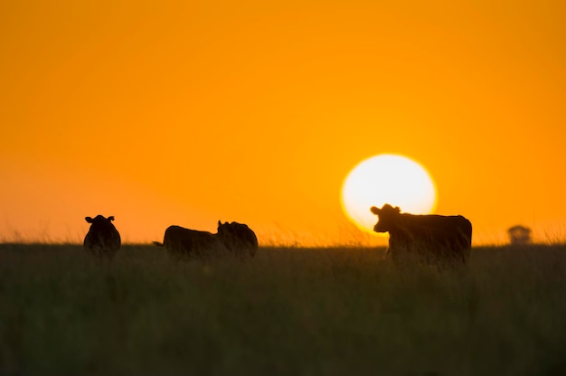 Vacas e pôr do sol, província de La Pampa, Patagônia Argentina