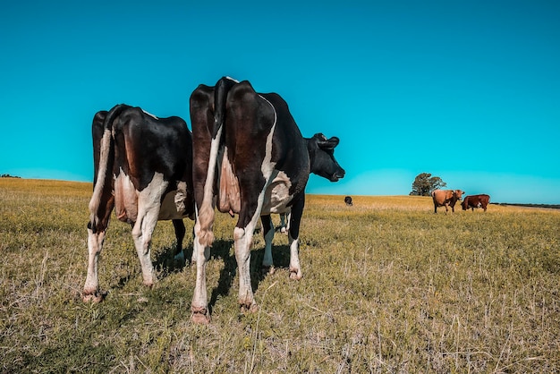 Vacas na paisagem campestre de Pampas Argentina