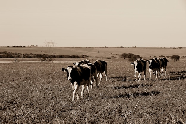 Vacas no campo argentino PampasArgentina