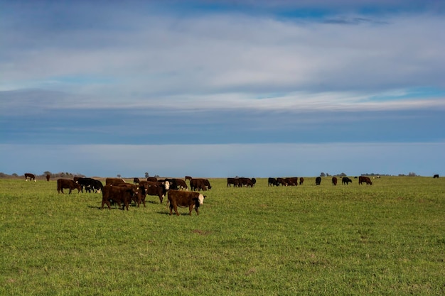 Vacas pastando no campo na planície Pampa Argentina