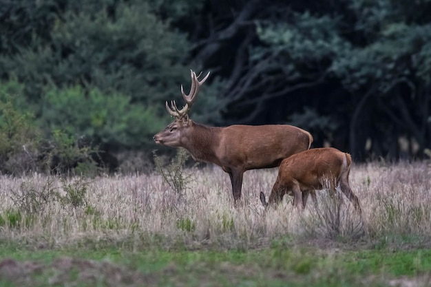 Veado-vermelho masculino rugindo na floresta de Calden La Pampa Argentina