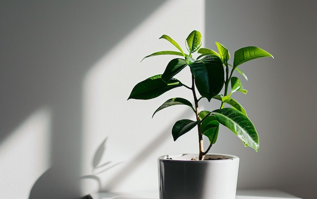 Foto vegetação em ambiente claro