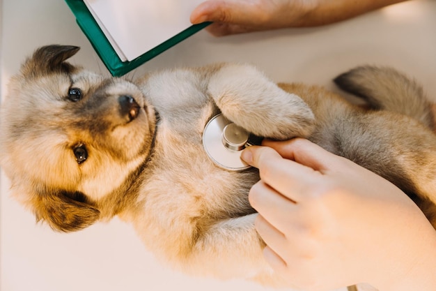 Foto verificando a respiração veterinário masculino em uniforme de trabalho, ouvindo a respiração de um cachorro pequeno com um estetoscópio na clínica veterinária conceito de cuidados com animais de estimação