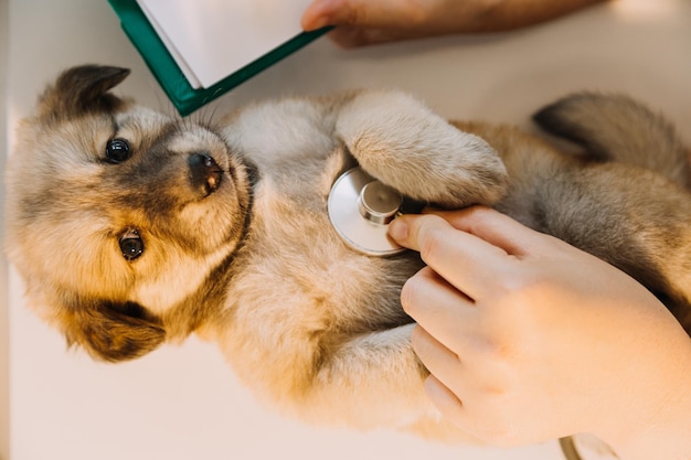 Foto verificando a respiração veterinário masculino em uniforme de trabalho, ouvindo a respiração de um cachorro pequeno com um estetoscópio na clínica veterinária conceito de cuidados com animais de estimação