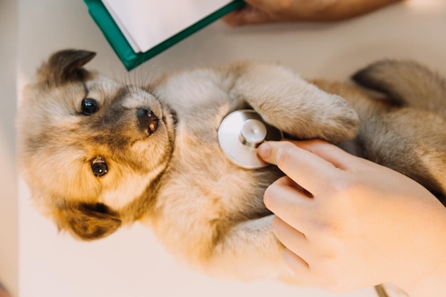 Foto verificando a respiração veterinário masculino em uniforme de trabalho, ouvindo a respiração de um cachorro pequeno com um estetoscópio na clínica veterinária conceito de cuidados com animais de estimação