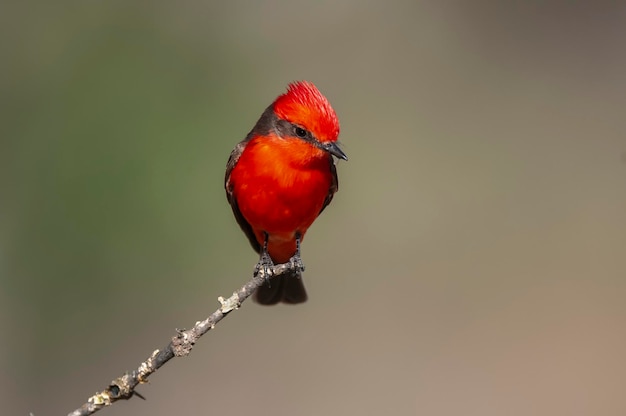 Vermilion Flycatcher macho empoleirado La Pampa Patagônia Argentina