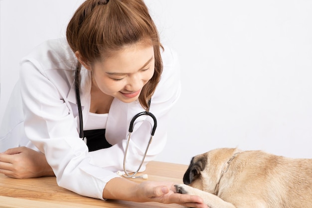 Foto veterinária examinando um pug contra um fundo branco