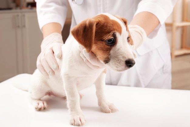 Veterinário examinando cachorro engraçado fofo na clínica