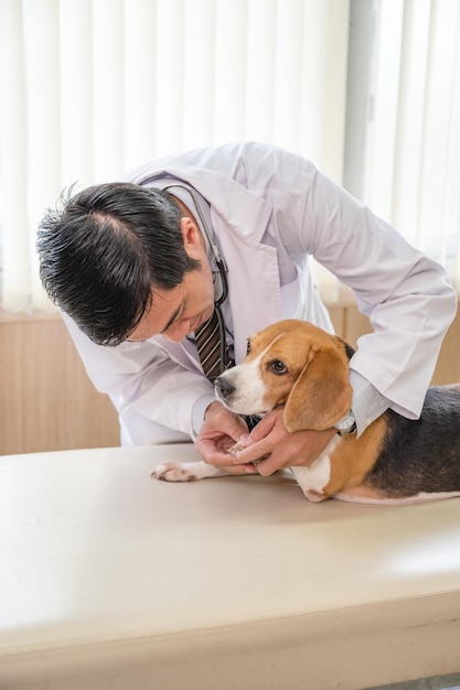 Foto veterinário masculino examinando uma raça de cachorro beagle na mesa veterinária na clínica veterinária