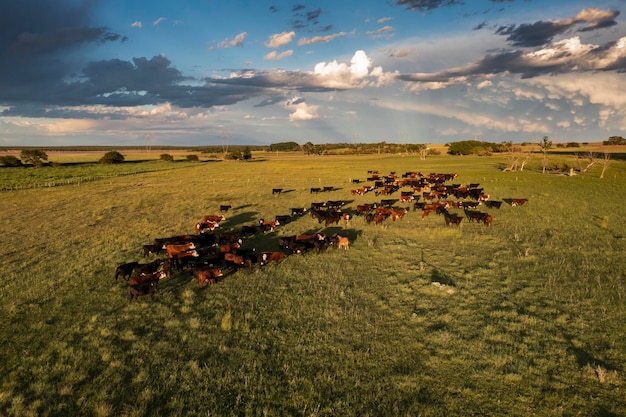 Vista aérea de uma tropa de novilhos para exportação criados em pastagens naturais no interior da Argentina