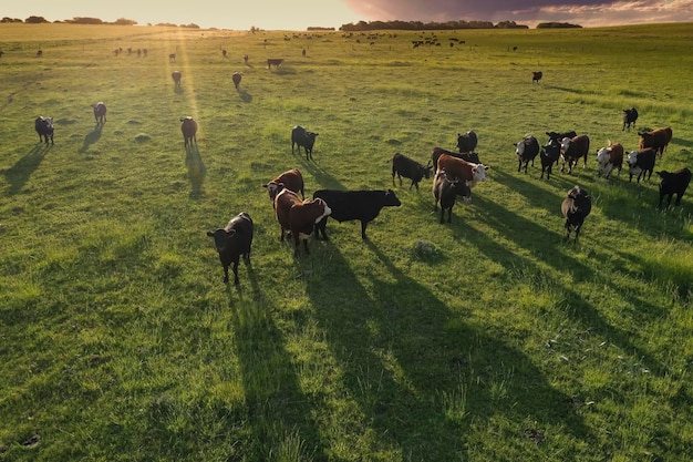 Vista aérea de uma tropa de novilhos para exportação criados em pastagens naturais no interior da Argentina