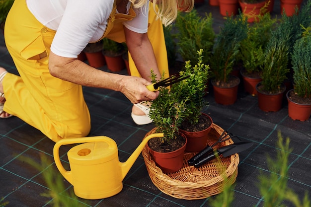 Vista aproximada Mulher idosa está no jardim durante o dia Concepção de plantas e estações