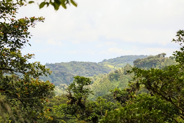 Vista da floresta tropical pacífica da costa rica