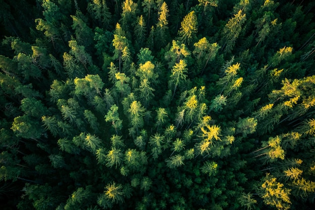 Vista de alto ângulo de pinheiro na floresta