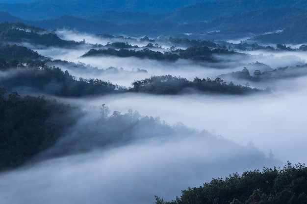 Foto vista de ângulo alto de árvores contra o céu