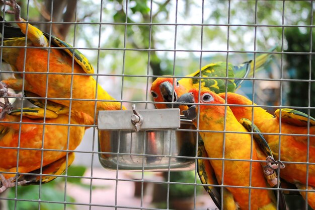 Foto vista de aves em gaiola