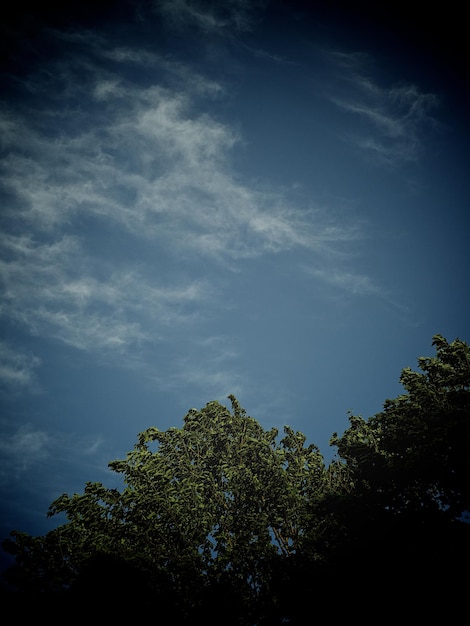 Foto vista de baixo ângulo de árvores contra o céu