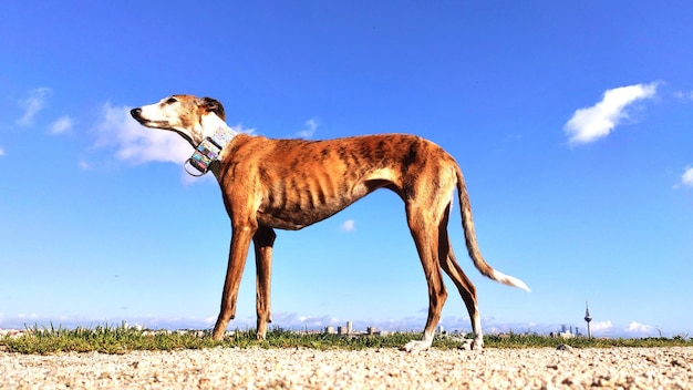 Foto vista de um cão no campo