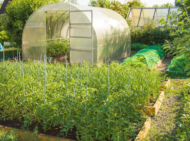 Vista de uma horta com canteiros de tomates, cenouras e uma estufa semicircular de policarbonato. Jardinagem doméstica.