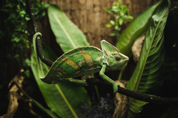 Vista lateral de camaleão exótico verde sentado em um galho de árvore no zoológico