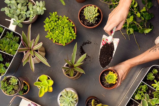 Vista superior da composição das plantas em vasos