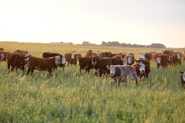 Vitelos e bezerras criados com grama natural Produção de carne argentina