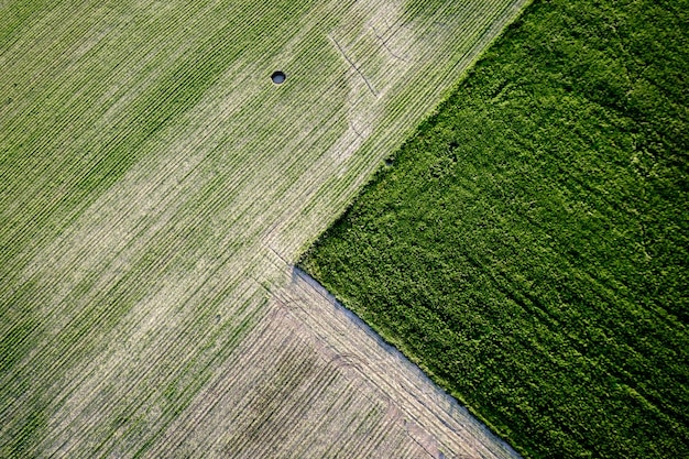 Vollbild auf dem grünen Feld