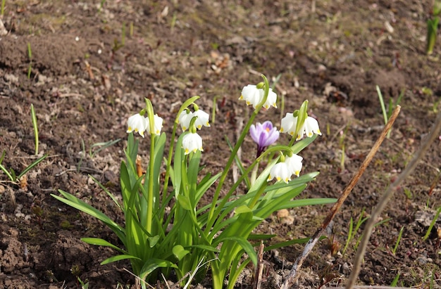 Weiße Blüten, Carpathicum-Schneeglöckchen und Krokus