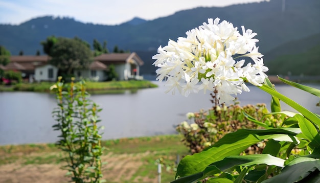 Foto weiße engelsblume im garten mit kopierraum