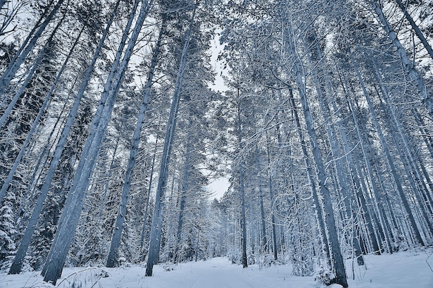 Foto winter in einer kiefernwaldlandschaft, bäume mit schnee bedeckt, januar in einem dichten wald saisonansicht