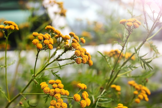 Zweig der gelben Mimose auf dem Hintergrund des Grüns