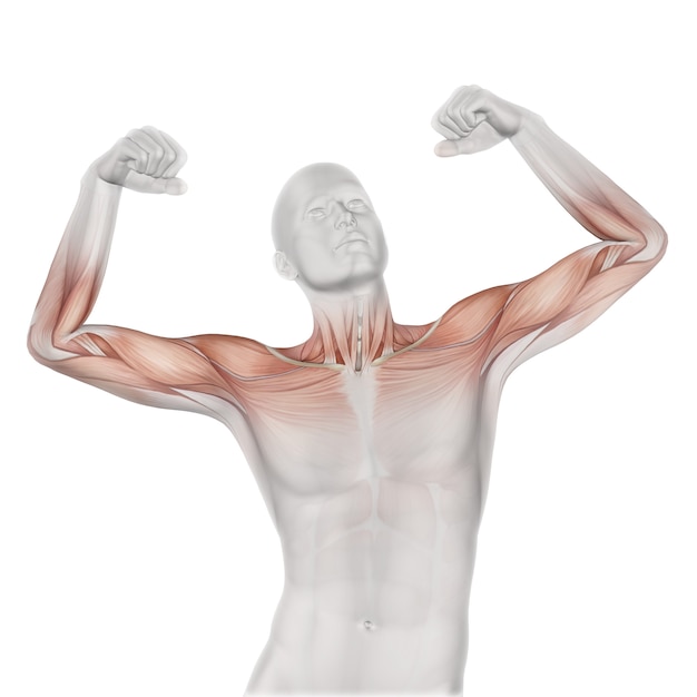 Free Photo 3d male medical figure with partial muscle map