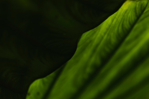 Free Photo abstract green leaves