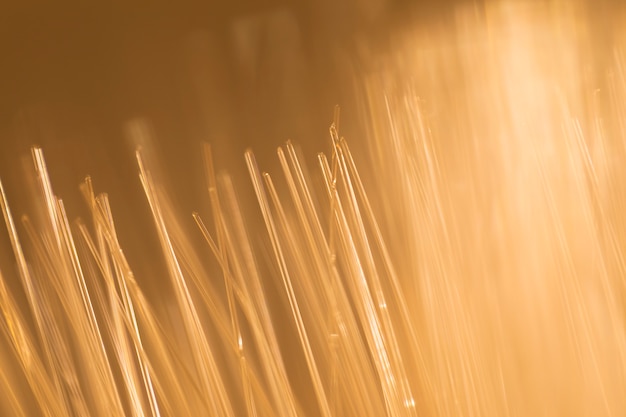 Free photo abstract wheat optical fibers in light