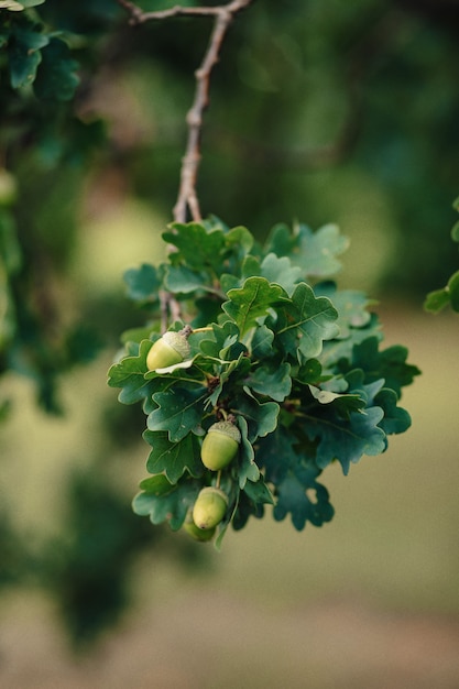 Free Photo acorns on an oak with leaves closeup fresh shot